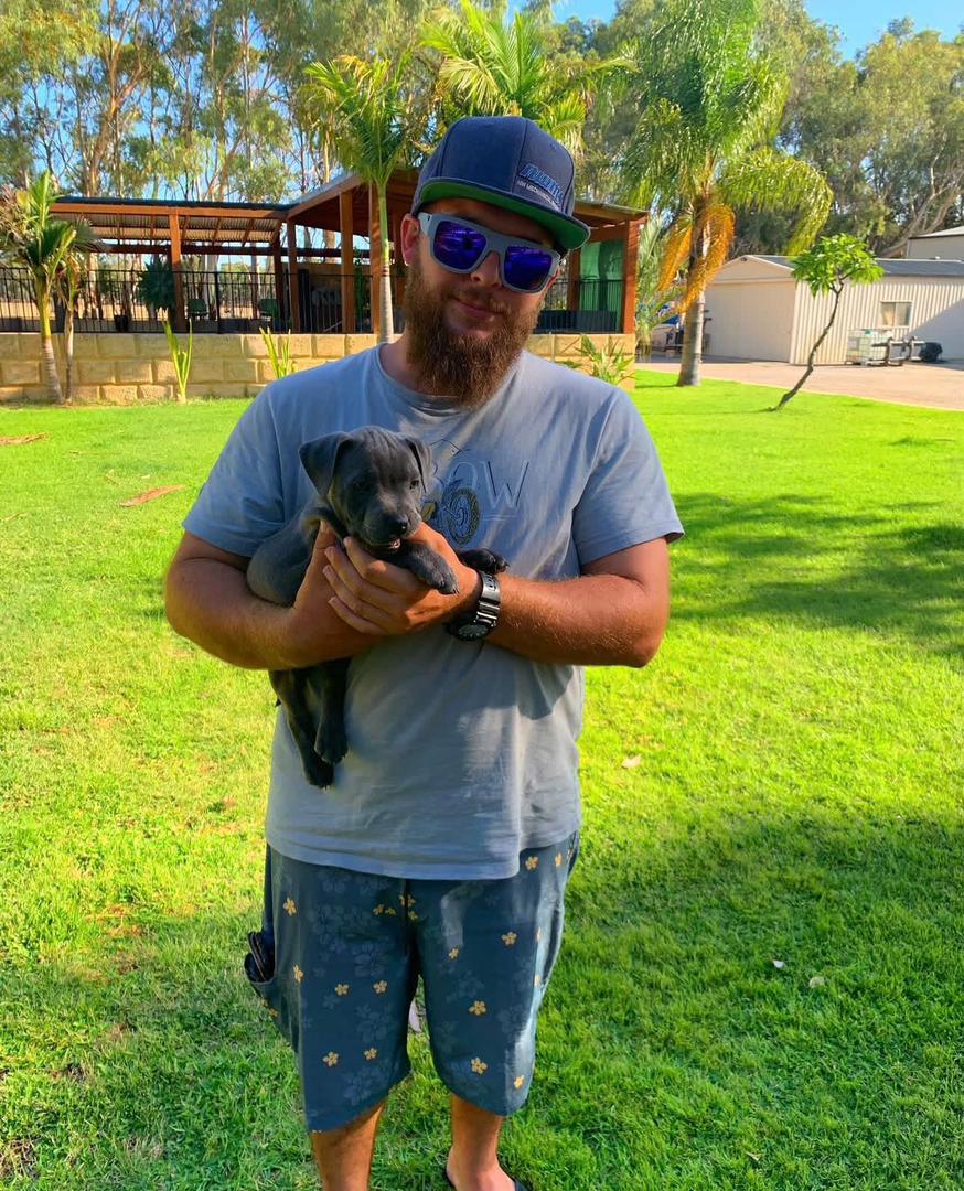 Staffordshire Bull Terrier Puppy