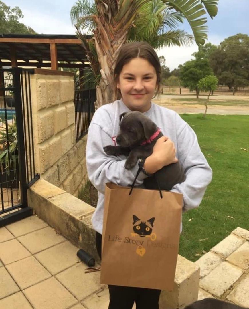 Delivery Staffordshire Bull Terrier Puppy