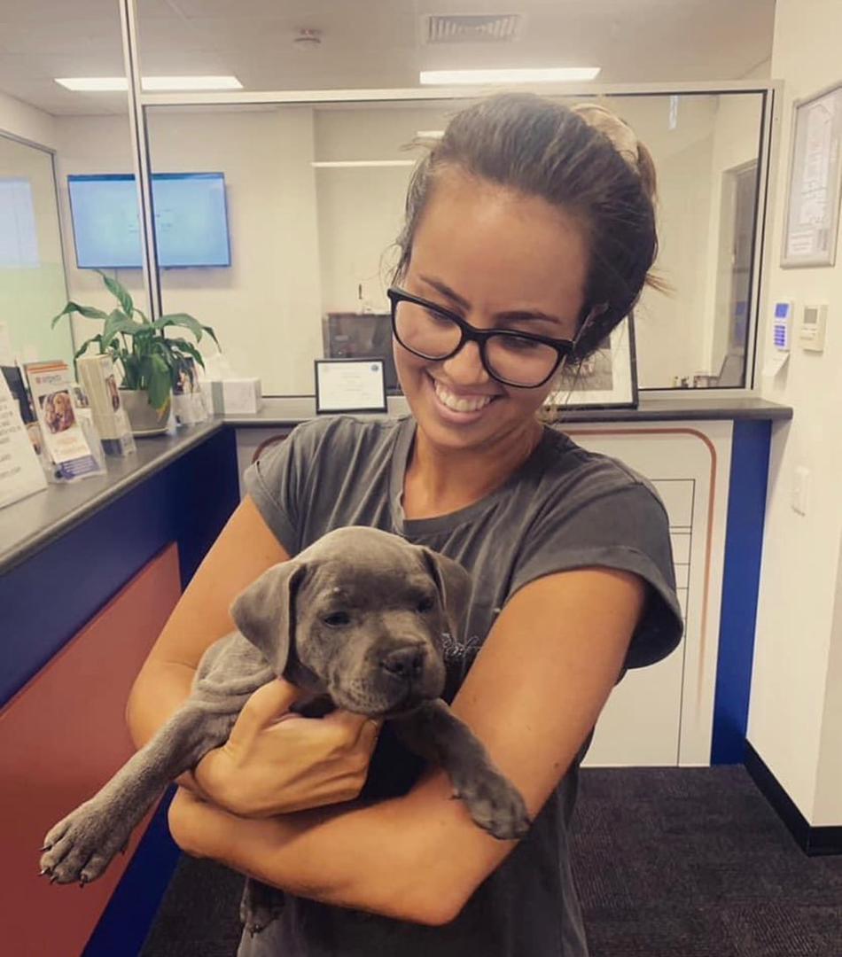 Staffordshire Bull Terrier